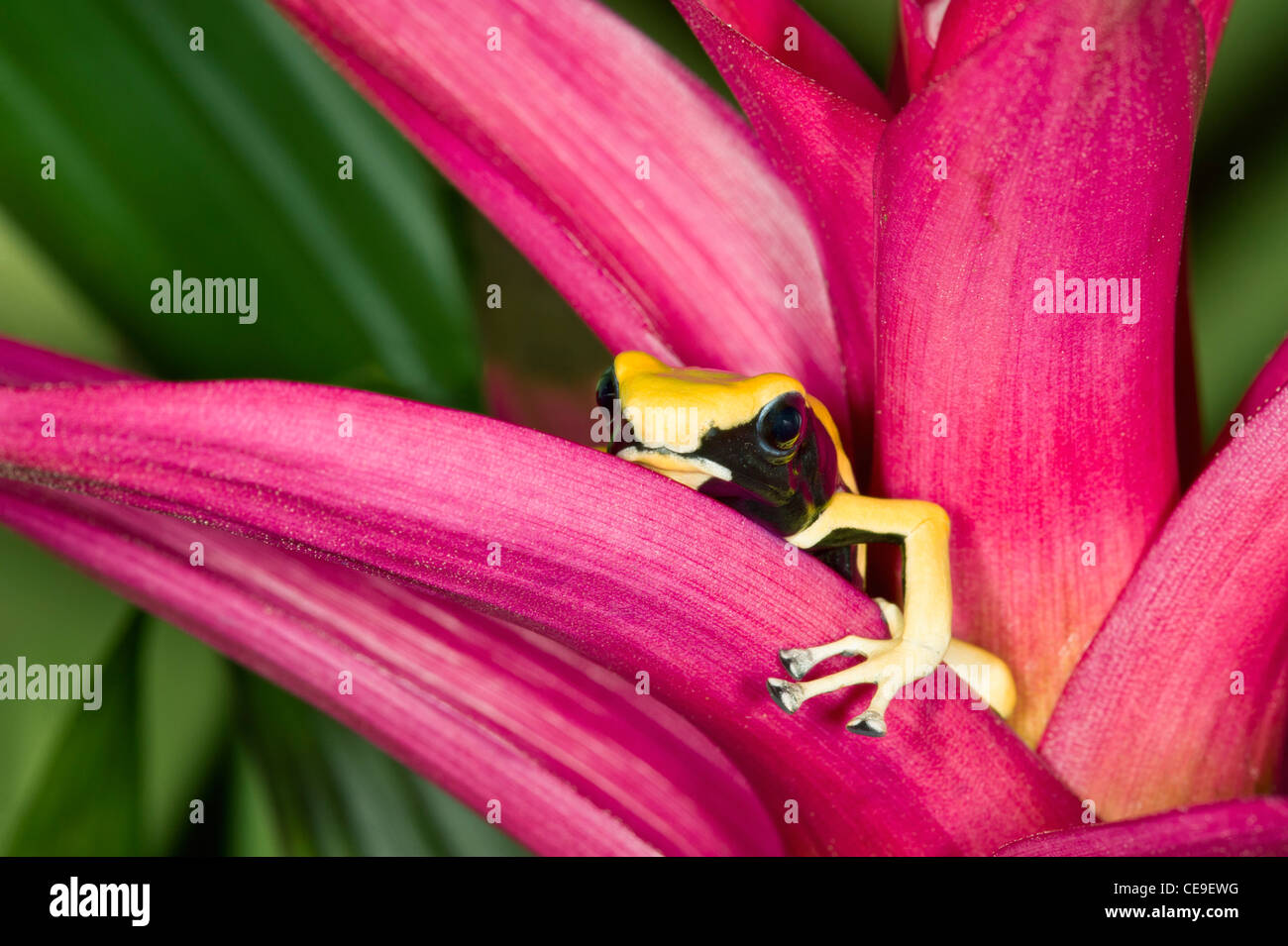Jaune et Noir Dart Frog sur plante rose vif Banque D'Images