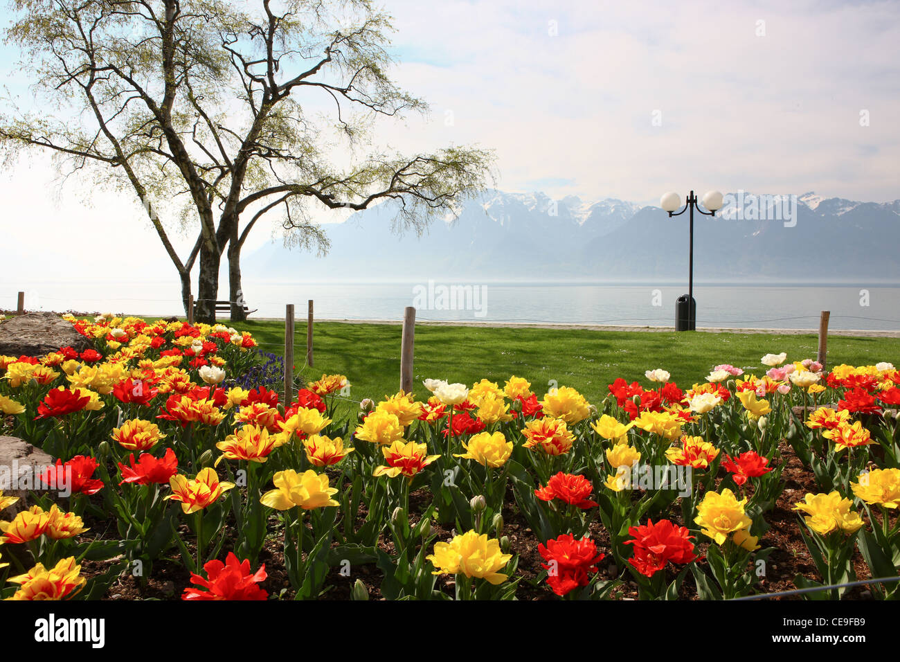 Fleurs rouge et jaune sur les rives du lac de Genève. Dans l'arrière-plan vous pouvez voir des sommets enneigés des Alpes. Printemps en Suisse Banque D'Images