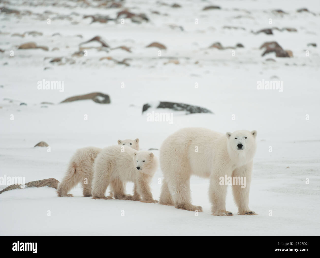 Elle Polar-ours avec ses petits. Le polar elle-ours avec deux enfants sur la côte couverte de neige. Banque D'Images