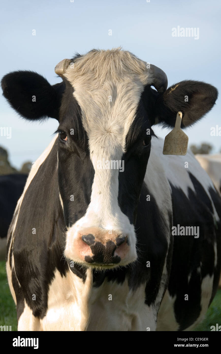 Une capture d'une vache Holstein Friesian Banque D'Images