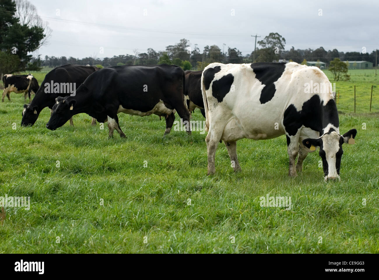 Les vaches Holstein Friesian sur une ferme laitière près de Moss Vale, New South Wales, Australie Banque D'Images