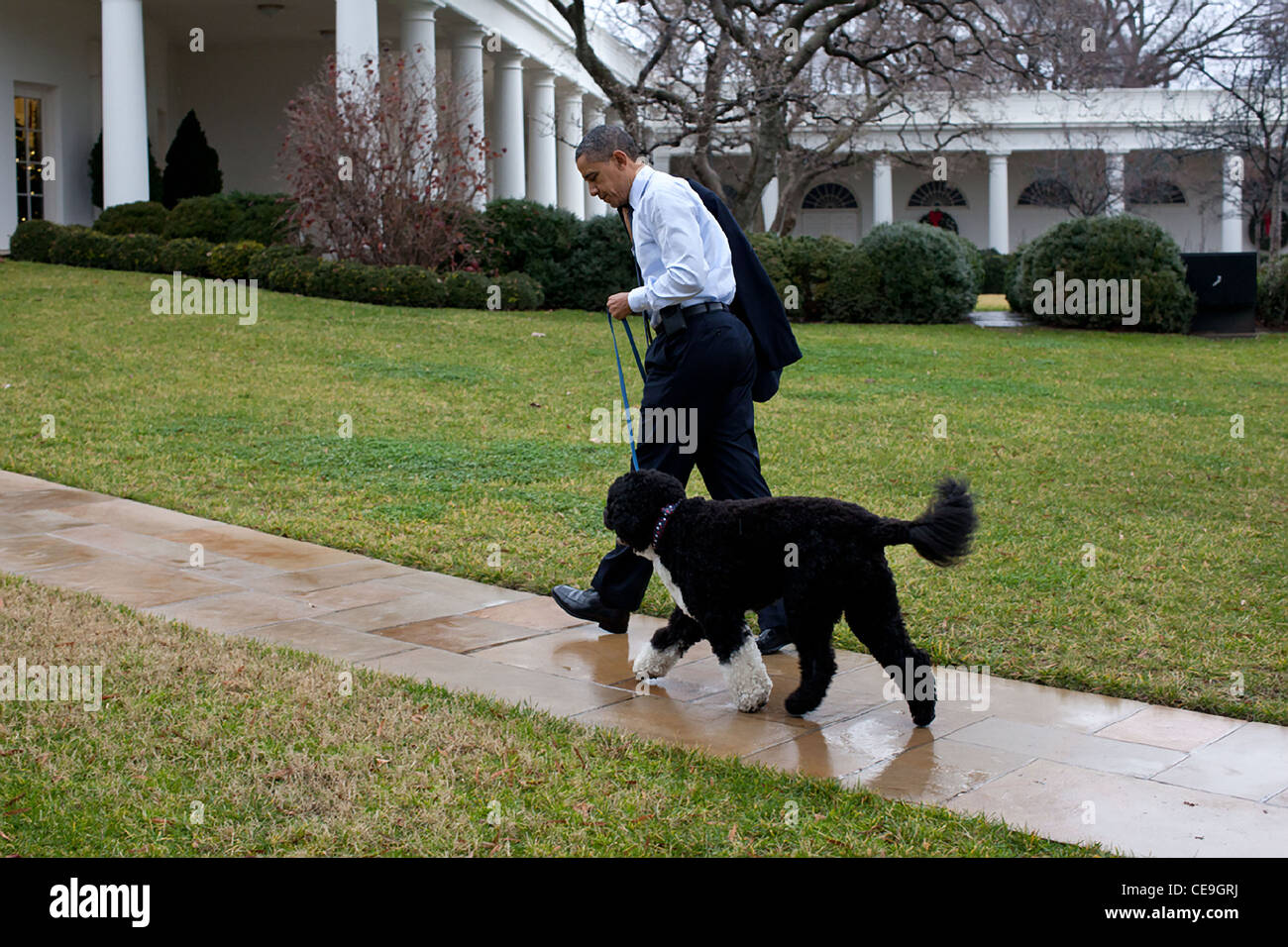 Le président Barack Obama se dirige vers le bureau ovale avec Bo, le chien de la famille Obama, après son retour d'un voyage d'achats de Noël, le 21 décembre 2011 à Washington, DC. Banque D'Images