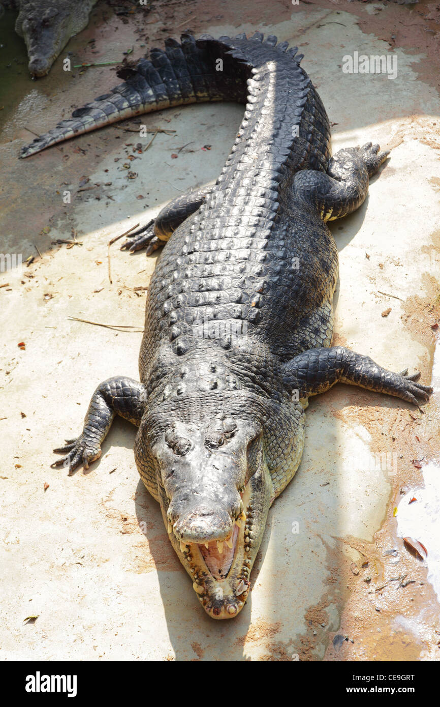 Grand crocodile avec les mâchoires ouvertes close up Banque D'Images