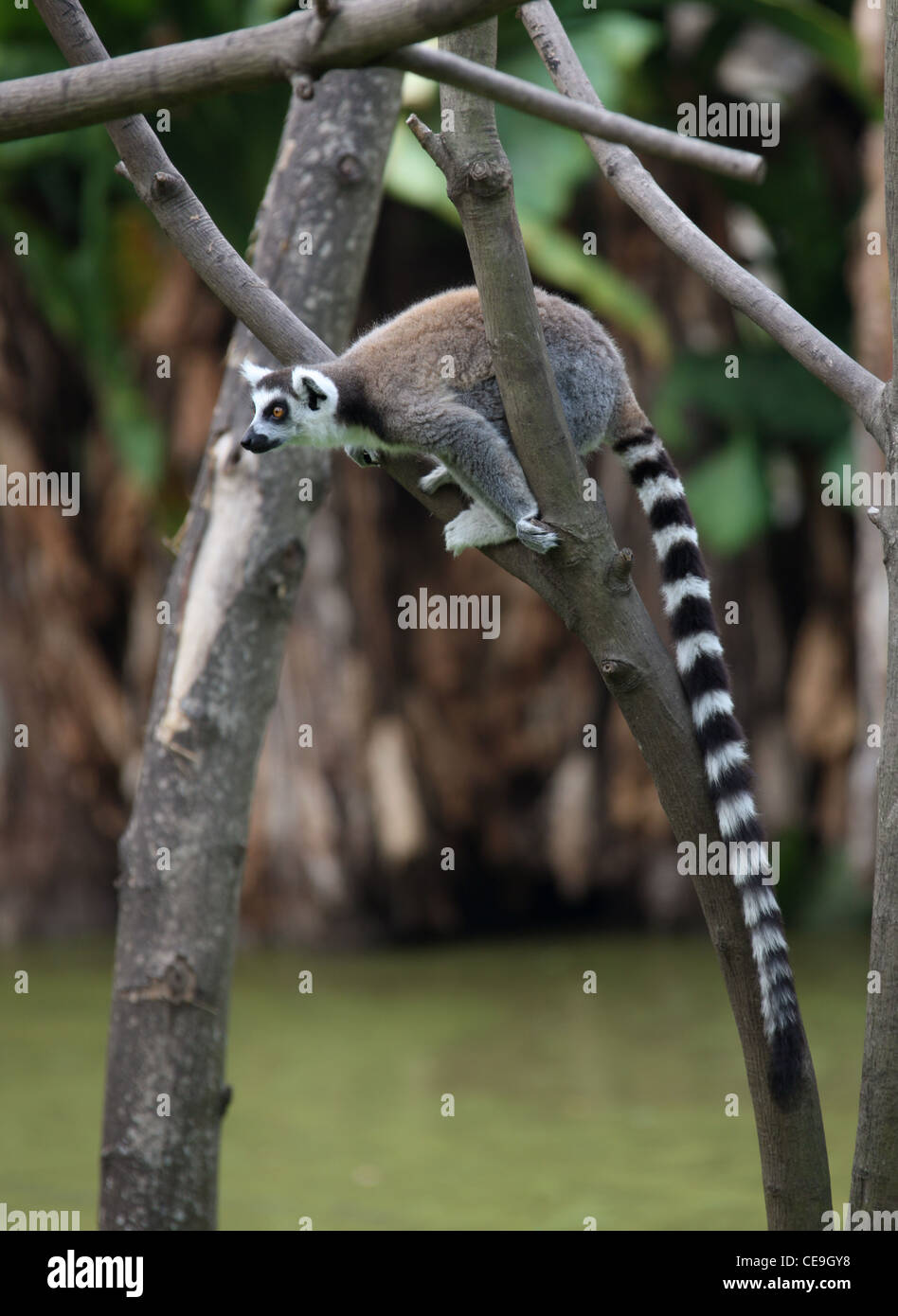 Ring-tailed lémuriens, Lemur catta, Lemuridae, primates. Madagascar, l'Afrique. Banque D'Images