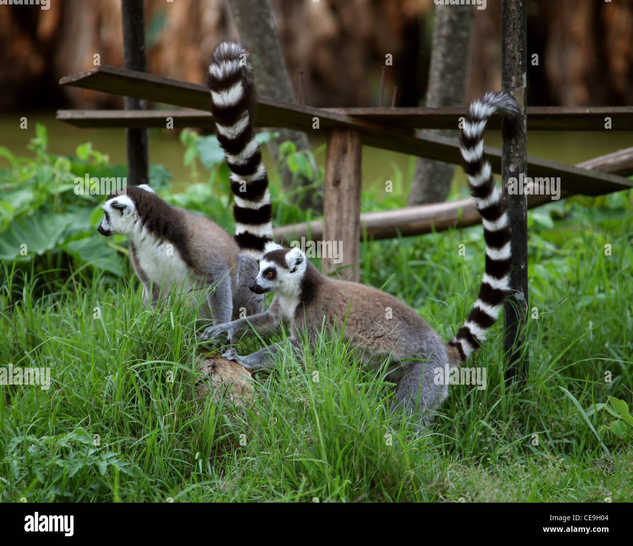 Ring-tailed lémuriens, Lemur catta, Lemuridae, primates. Madagascar, l'Afrique. Banque D'Images