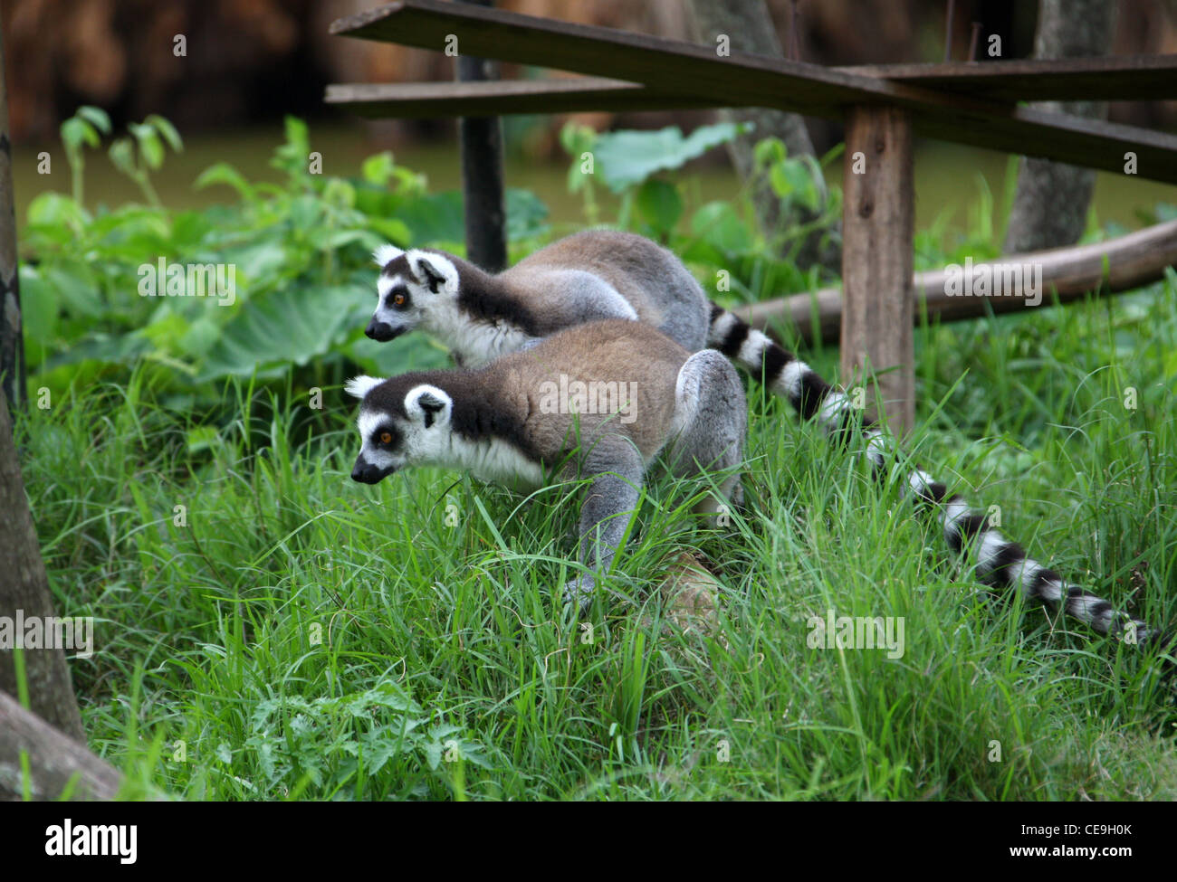Ring-tailed lémuriens, Lemur catta, Lemuridae, primates. Madagascar, l'Afrique. Banque D'Images
