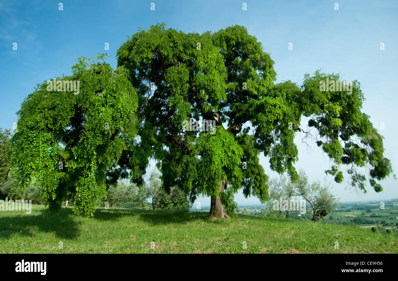 arbre Sophora Banque D'Images