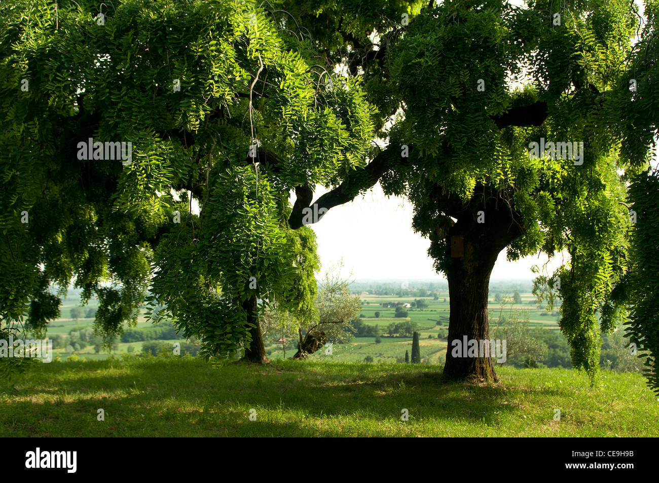 arbre Sophora Banque D'Images