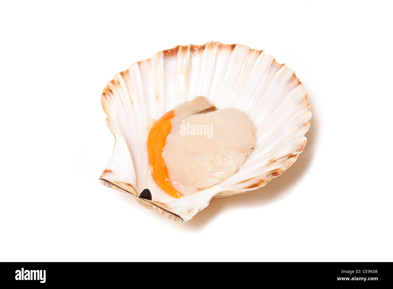 Grand scallop Pecten jacobaeus (matières premières) dans la coquille en forme de ventilateur isolated on a white background studio. Banque D'Images