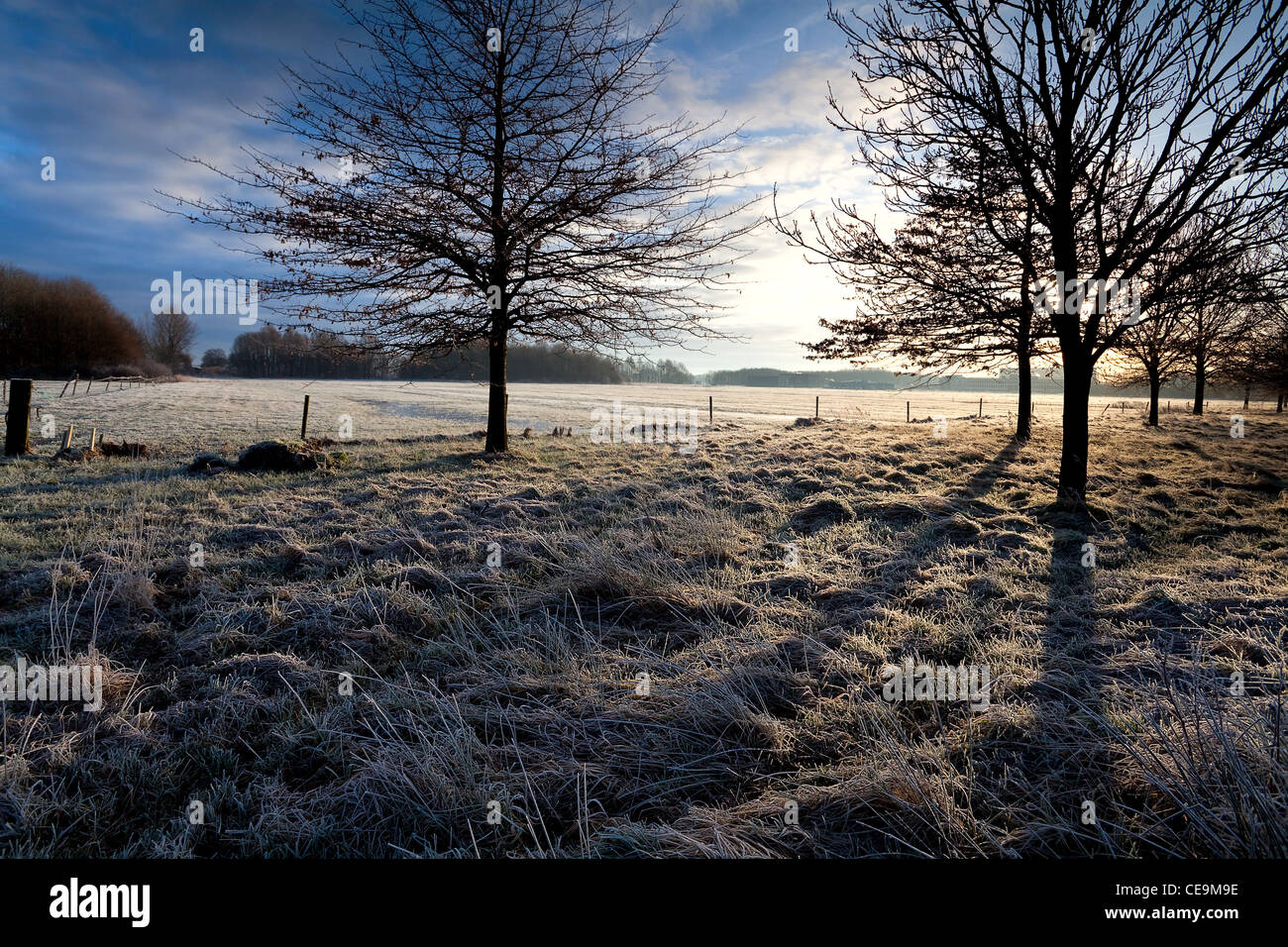 Les ombres des arbres causée par Sun sur la neige Banque D'Images