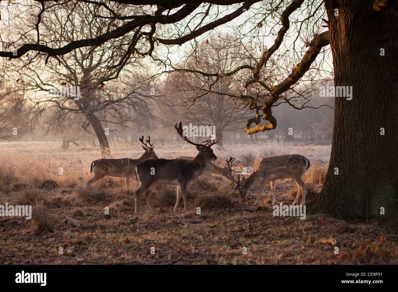 Cerfs dans Richmond Park sur un matin d'hiver glacial,London,UK Banque D'Images