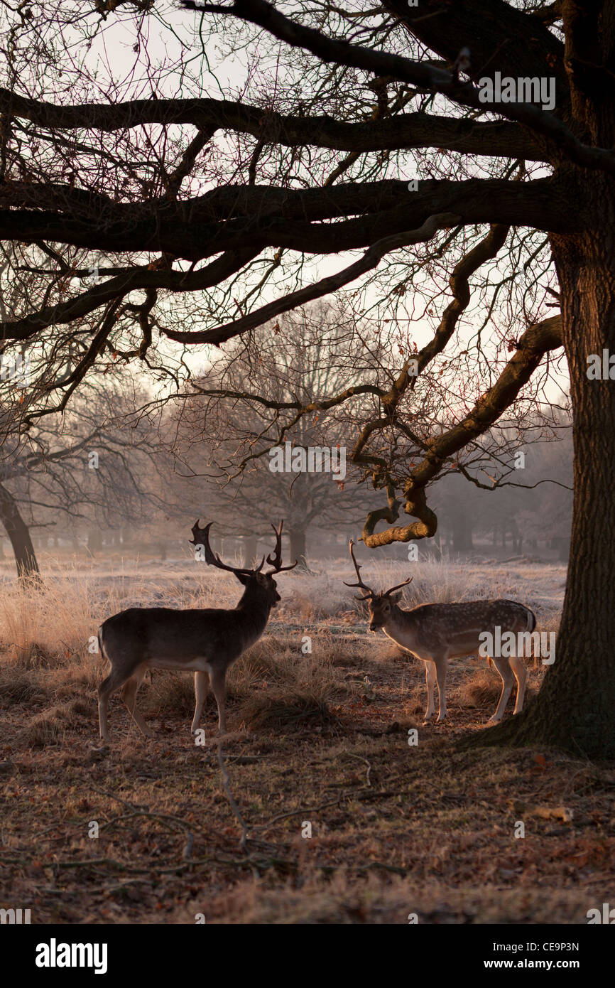 Cerfs dans Richmond Park sur un matin d'hiver glacial,London,UK Banque D'Images