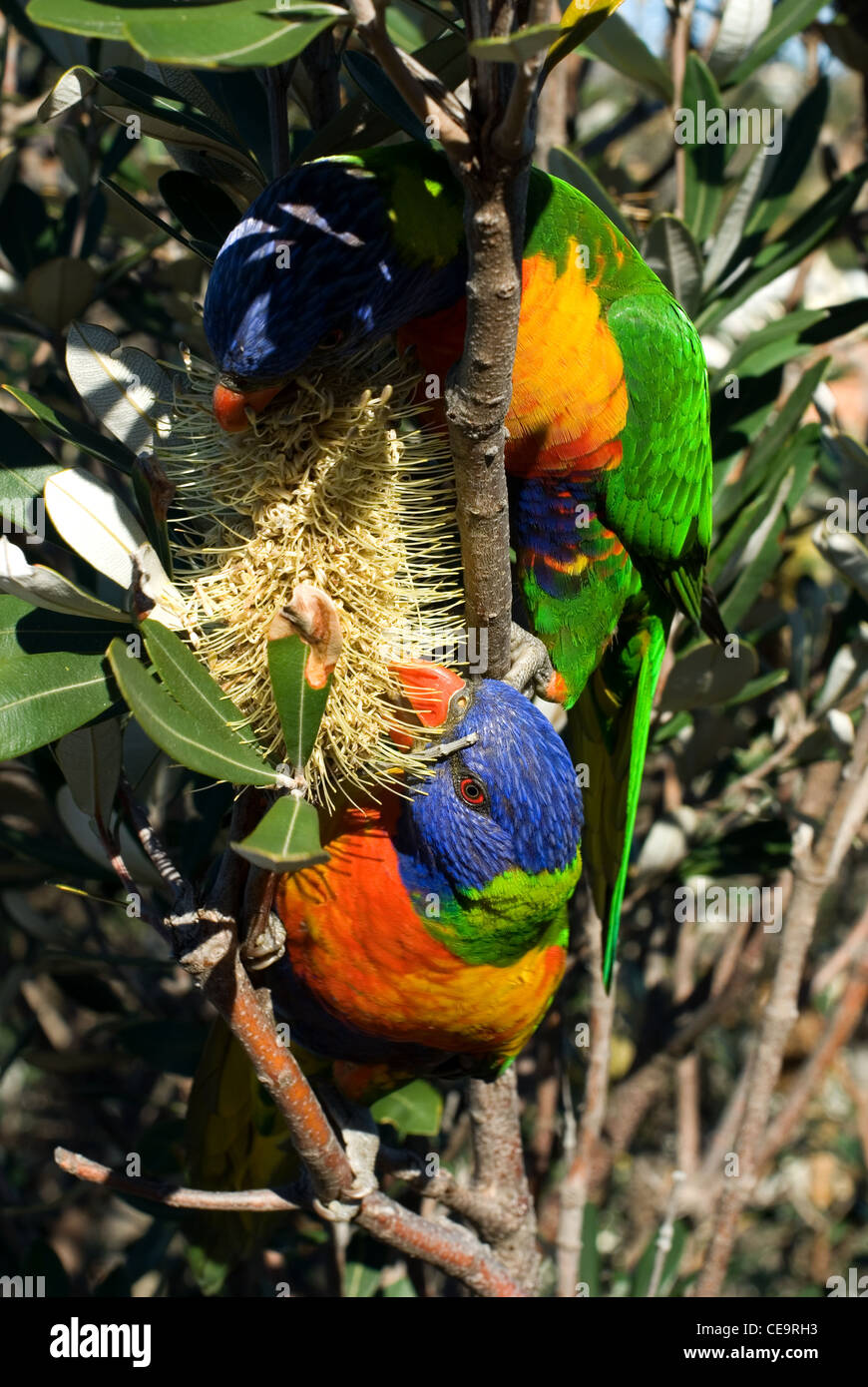 Deux têtes pourpres Arc-en-ciel australien de manger du nectar de la fleur d'une brousse natale Banque D'Images