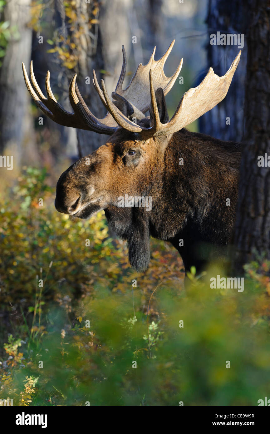 Un orignal (Alces alces) regarde derrière un arbre de Cottonwood, Parc National de Grand Teton, Wyoming Banque D'Images Un orignal (Alces alces) regarde derrière un arbre de Cottonwood, Parc National de Grand Teton, Wyoming Banque D'Images