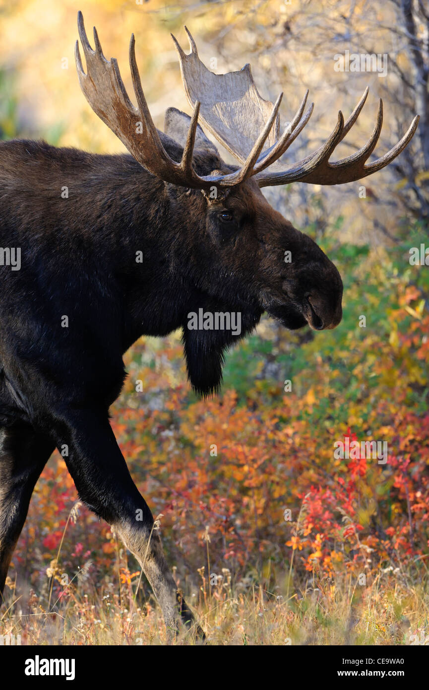 Un taureau à l'orignal (Alces alces) au Parc National de Grand Teton, Wyoming Banque D'Images