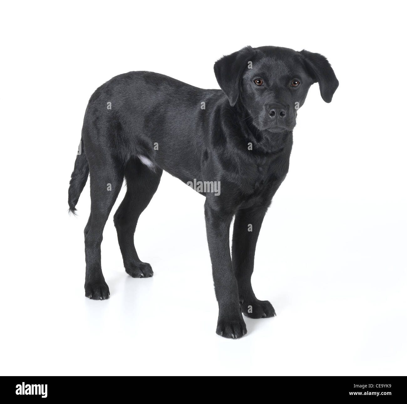 Chiot labrador noir Banque D'Images
