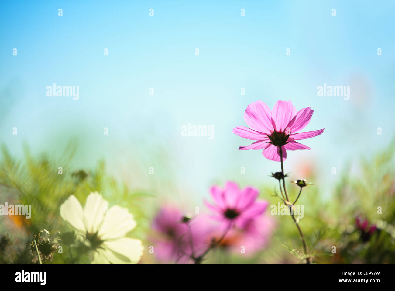 Gros plan du daisy rose contre le ciel bleu,fond naturel. Banque D'Images