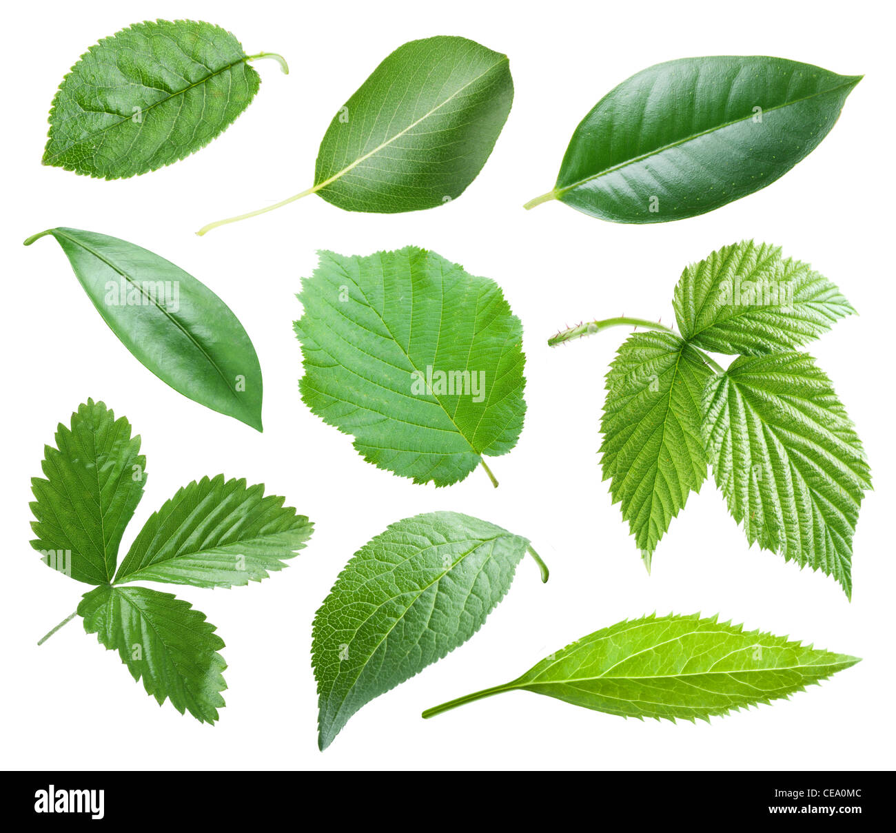 Collection de feuilles jardin sur fond blanc Banque D'Images