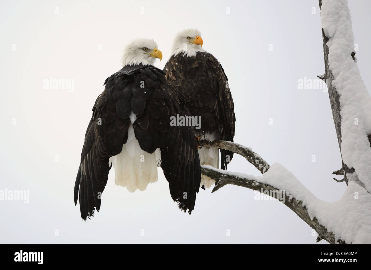 Deux aigles ( Haliaeetus leucocephalus ) s'asseoir sur l'arbre sec Banque D'Images