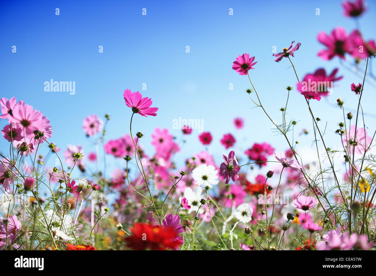 Daisy flower against blue sky,Dof peu profondes. Banque D'Images