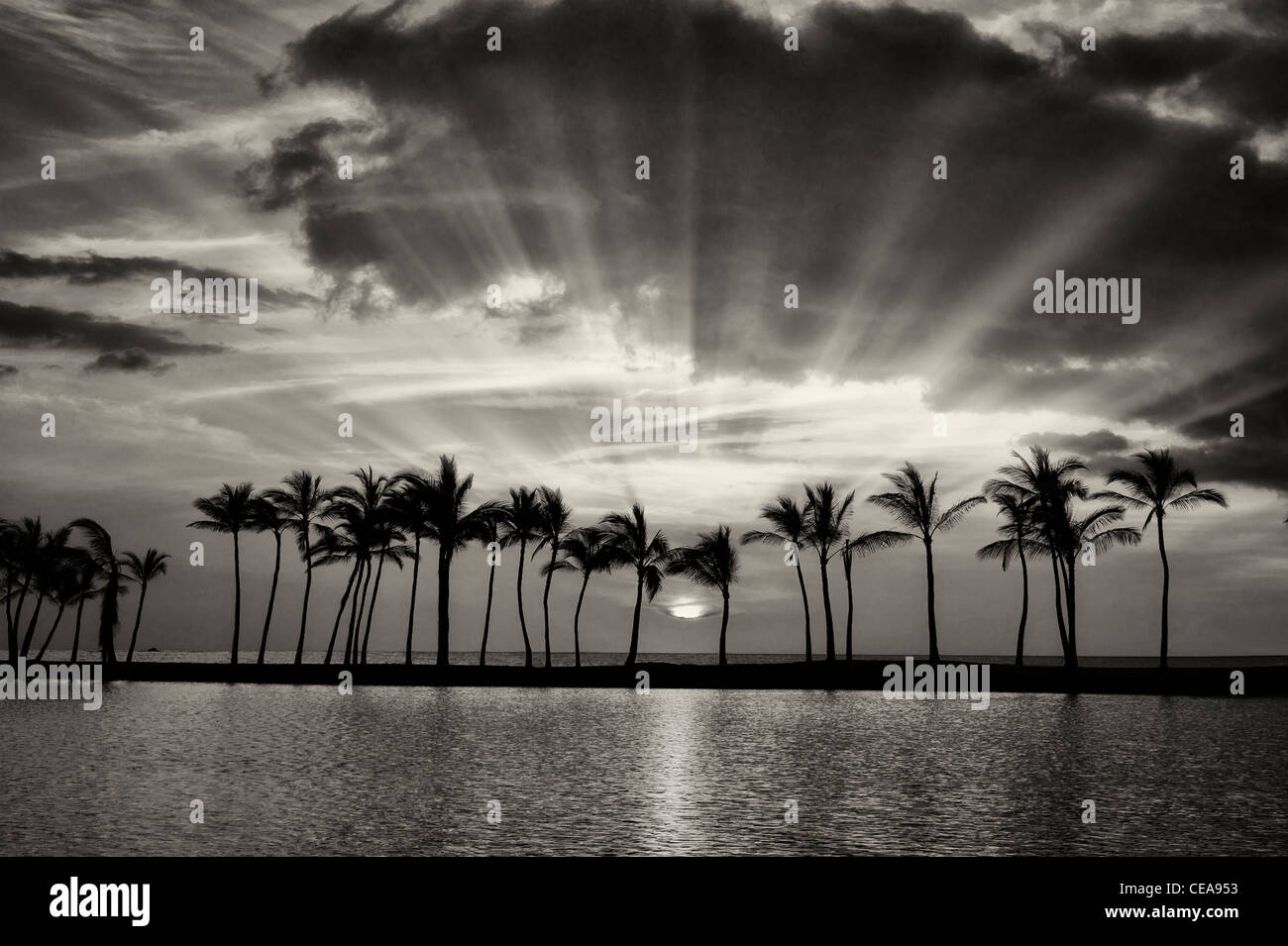 Palmiers et coucher du soleil. New York, la grande île. Banque D'Images
