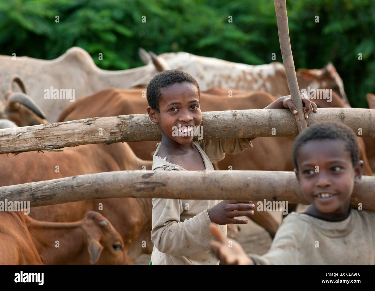 Deux jeunes garçons au milieu du troupeau de bovins, de l'Éthiopie Banque D'Images