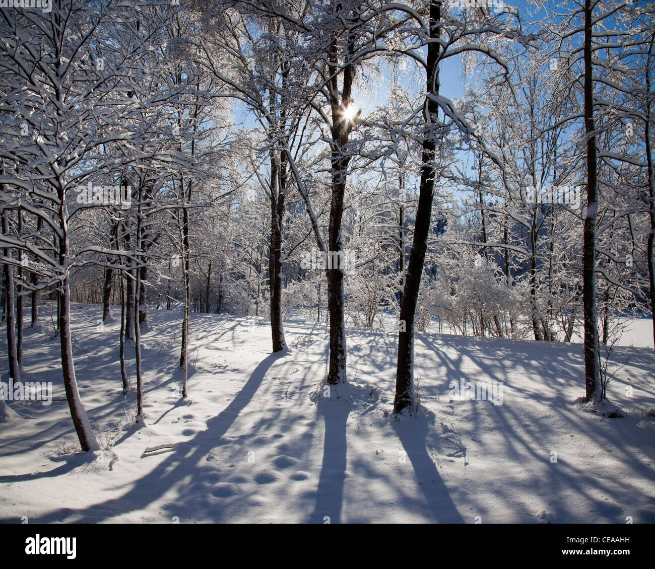 DE - La Bavière : Winter Wonderland près de Bad Toelz Banque D'Images