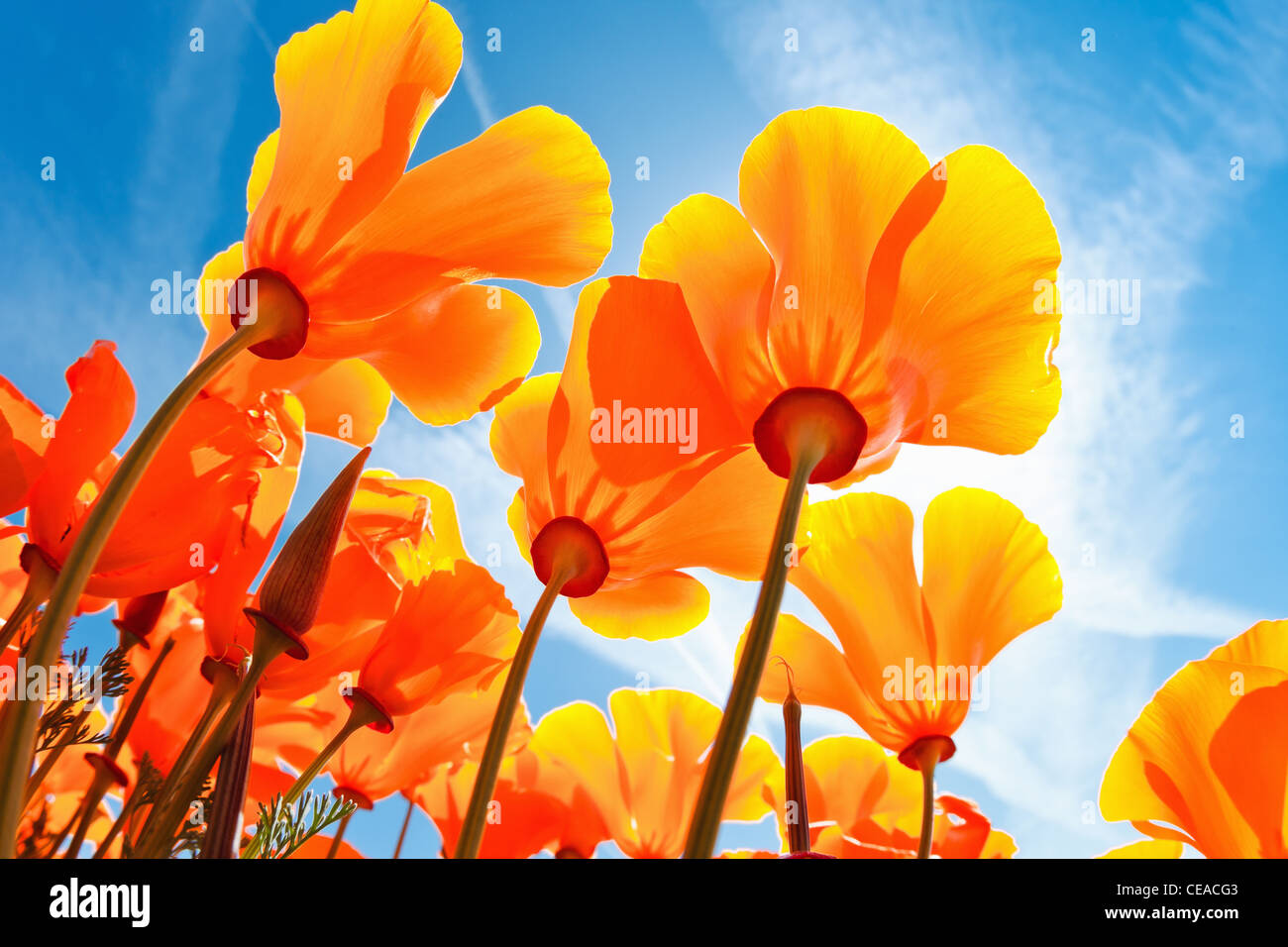 Fleurs de Printemps, jusqu'à la macro-vision vers Sky Banque D'Images