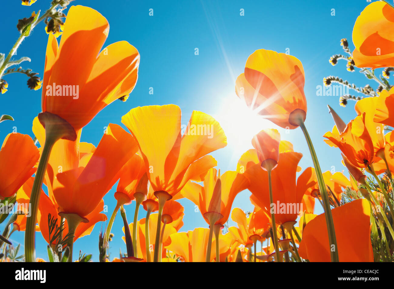 Fleurs de Printemps, jusqu'à la macro-vision vers Sky Banque D'Images