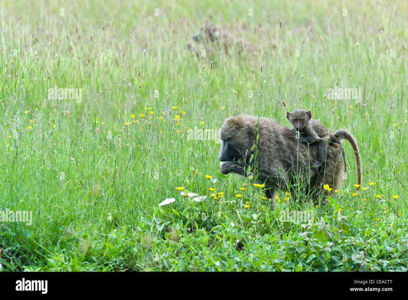 Le babouin Olive femelle Papiocynocephalus anubis avec de jeunes mangent de l'herbe dans le Serengeti en Tanzanie Banque D'Images