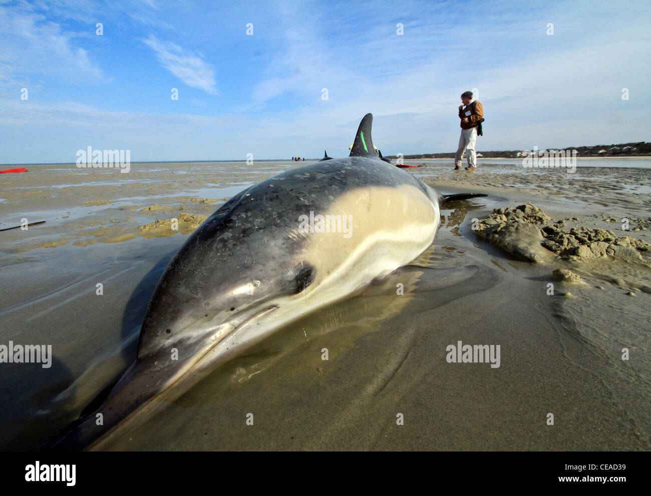 Les dauphins échoués sauvés sur une plage de Cape Cod, Massachusetts dans Brewster. Le Cap d'échouages de dauphins sont en place cet hiver. Banque D'Images