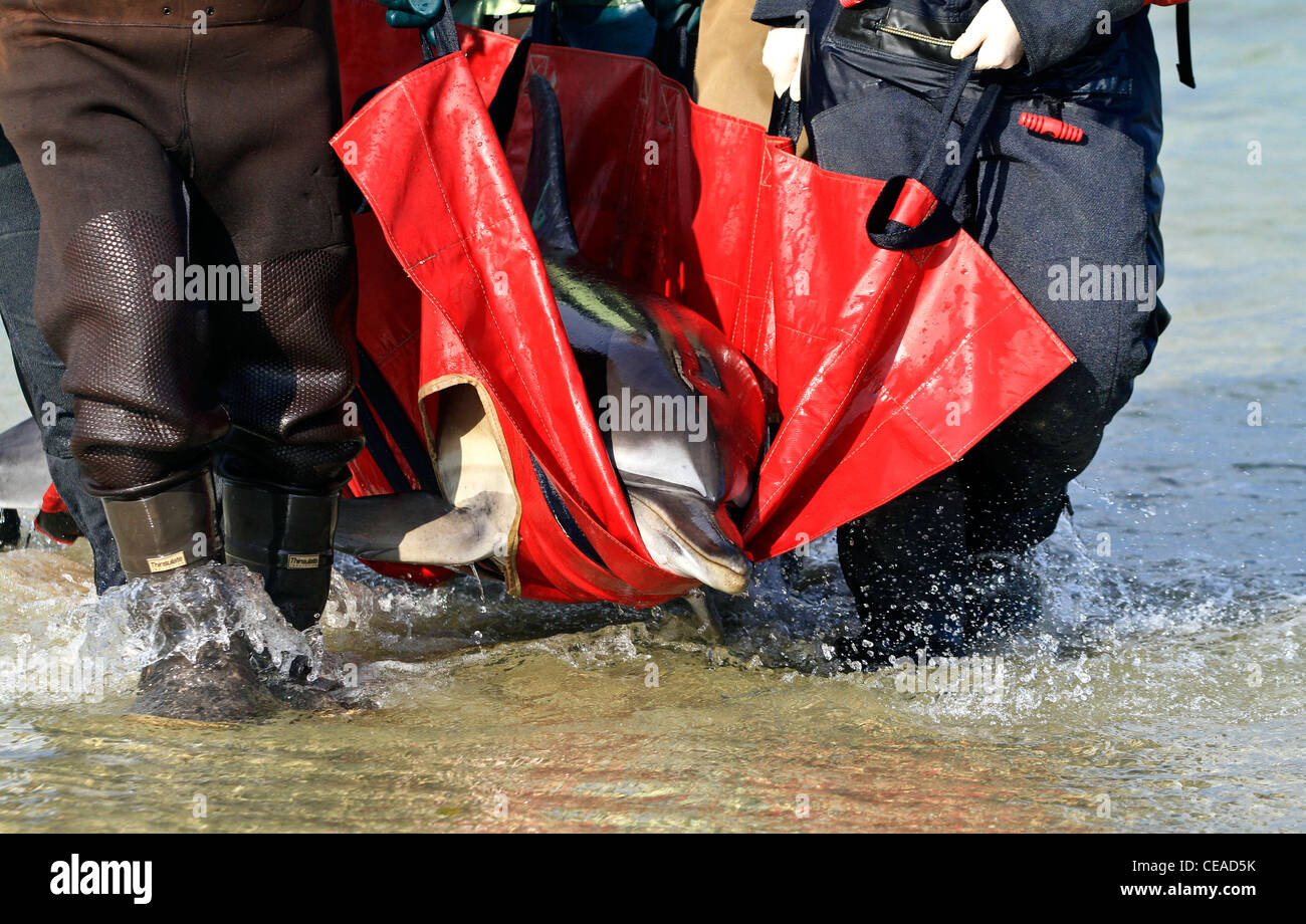 Les dauphins échoués sauvés sur une plage de Cape Cod, Massachusetts dans Brewster. Le Cap d'échouages de dauphins sont en place cet hiver. Banque D'Images
