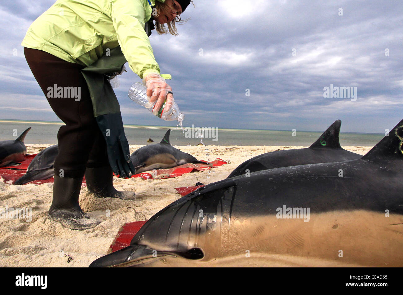 Les dauphins échoués sauvés sur une plage de Cape Cod, Massachusetts dans Brewster. Le Cap d'échouages de dauphins sont en place cet hiver. Banque D'Images