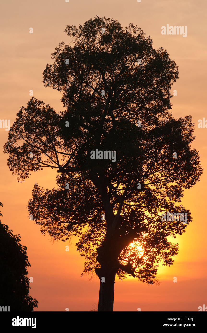 Elk208-1394v Thaïlande, Chiang Mai, le Wat Chedi Luang, arbre de diptérocarpacées Banque D'Images