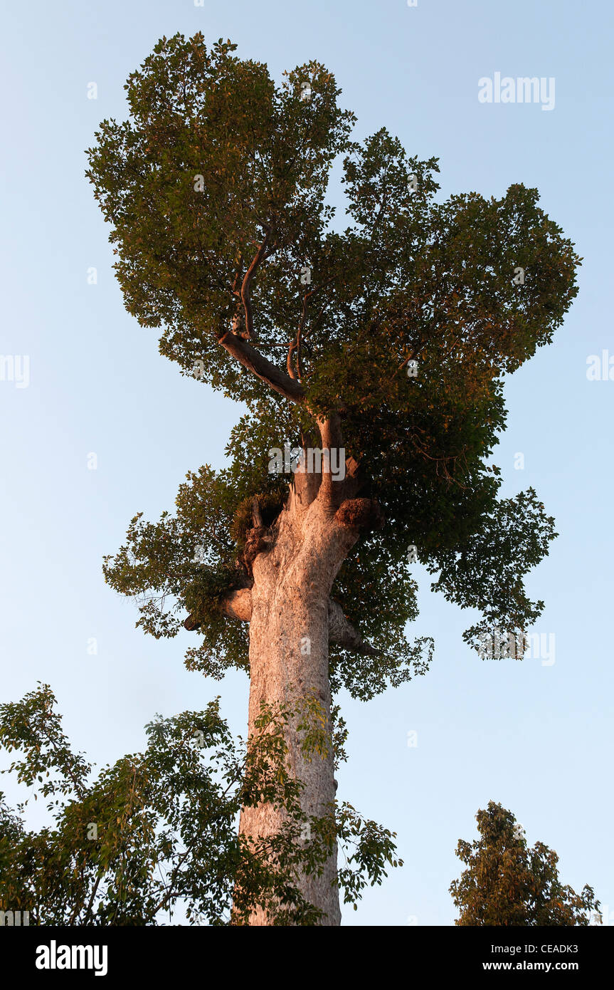 Elk208-1395v Thaïlande, Chiang Mai, le Wat Chedi Luang, arbre de diptérocarpacées Banque D'Images