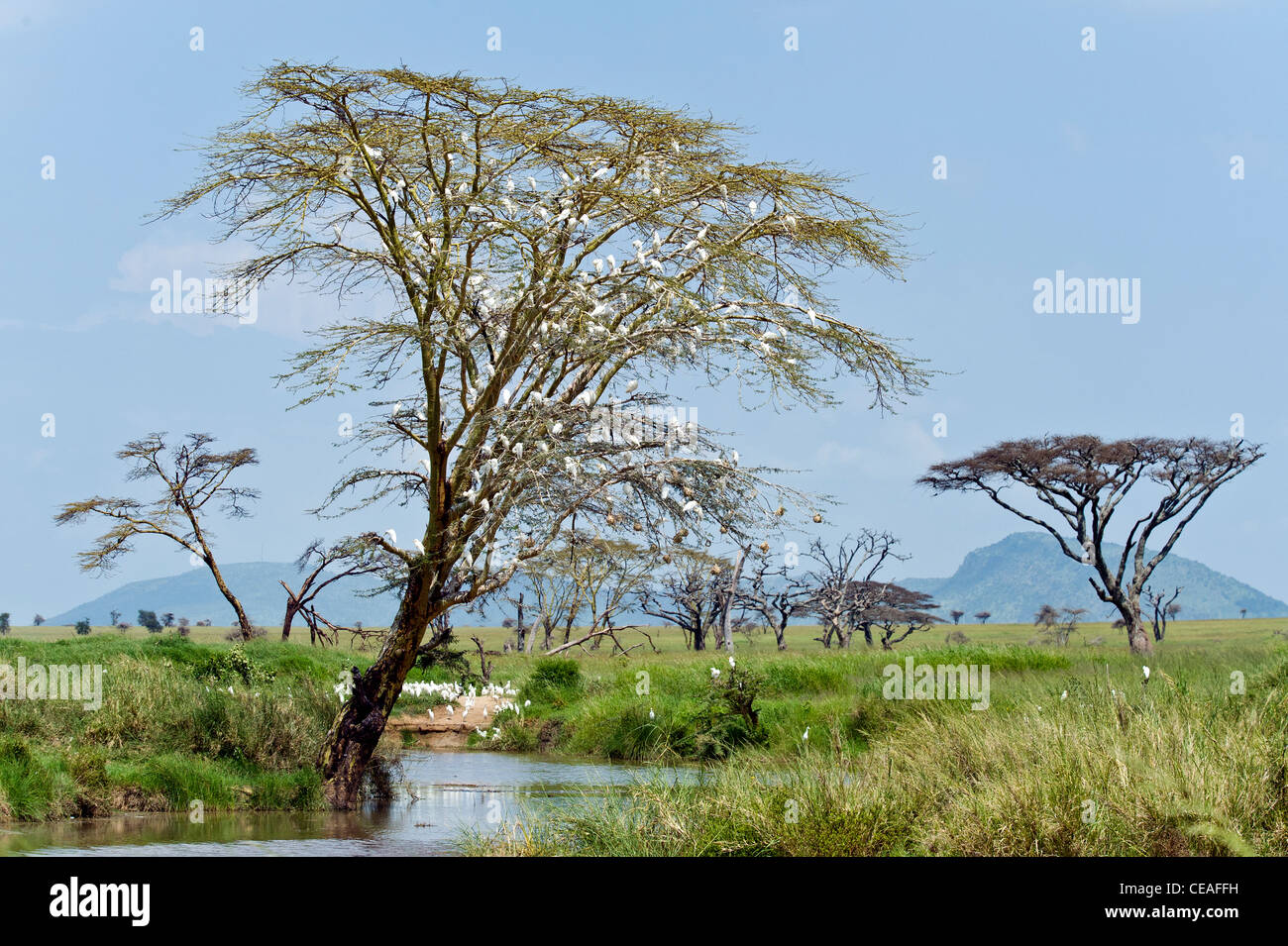 Troupeau d'aigrettes dans un acacia arbres à écorce jaune (Acacia xanthophloea) au Serengeti en Tanzanie Seronera Banque D'Images