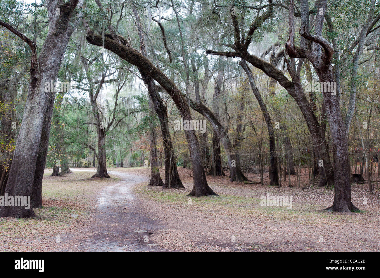 Vivant près de Santa Fe River Oaks, Quercus virginiana, Florida, United States, USA Banque D'Images
