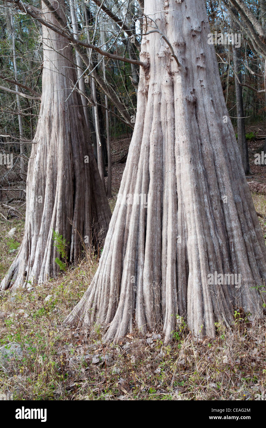 Géant, solide tronc de cyprès chauve, Taxodium distichum arbres près de Santa Fe river, Florida, United States, USA, Amérique du Nord Banque D'Images