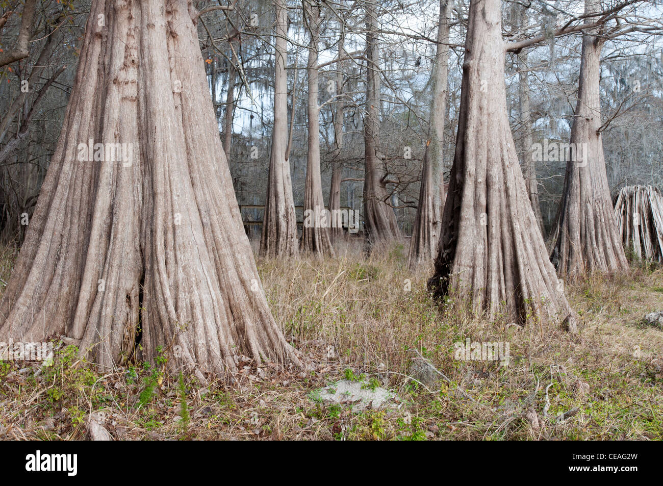 Géant, solide tronc de cyprès chauve, Taxodium distichum arbres près de Santa Fe river, Florida, United States, USA, Amérique du Nord Banque D'Images