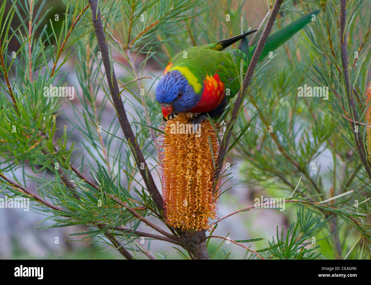 Rainbow Lorikeet se nourrissant d'un Banksia 'Australie' Bougies géant Banque D'Images