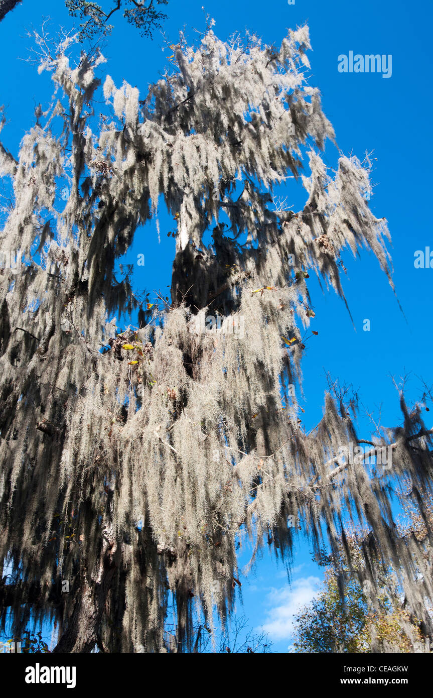 Tillandsia usneoides mousse espagnole, le cyprès chauve, Taxodium distichum arbres près de Santa Fe river, Florida, United States Banque D'Images