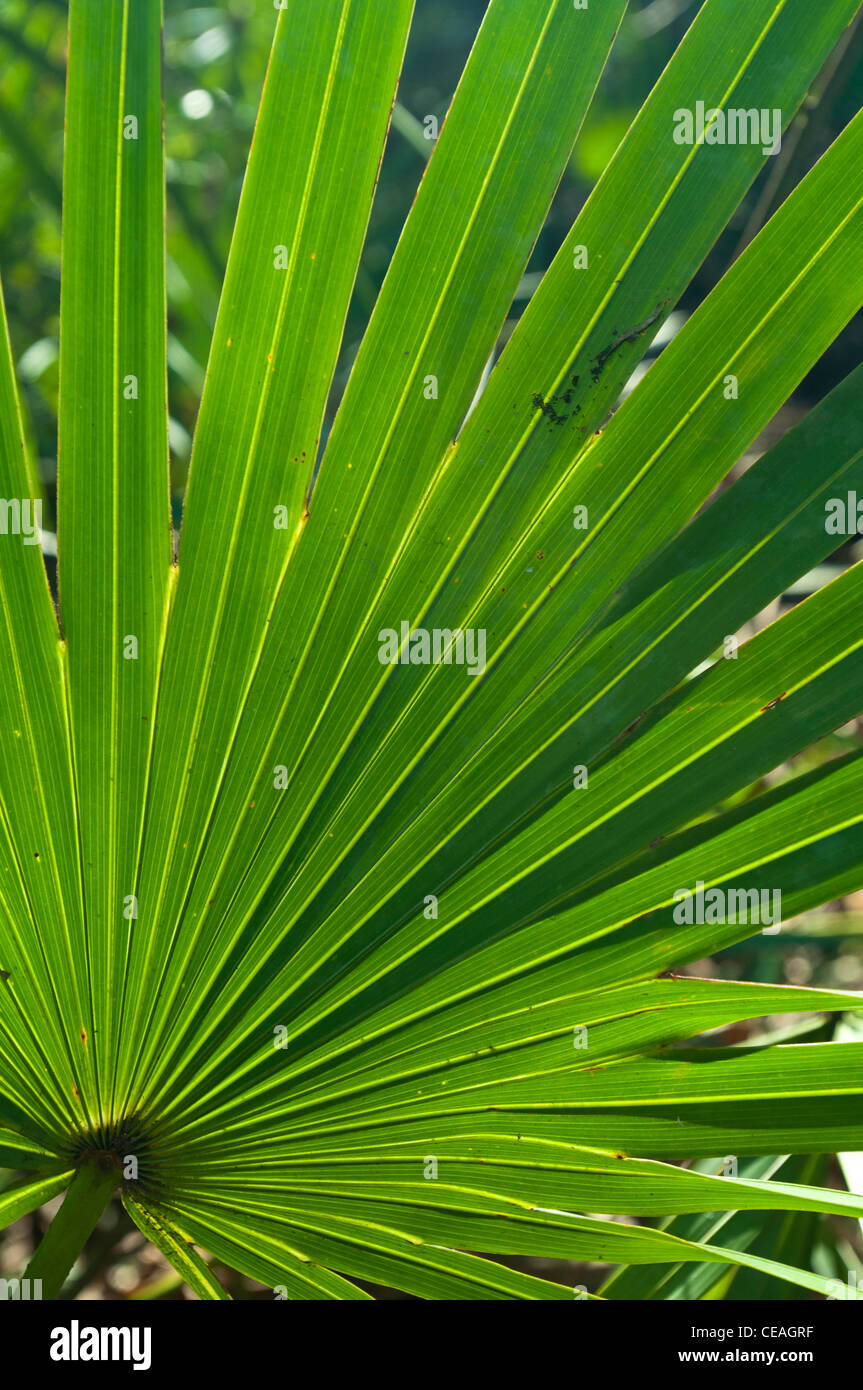 Le palmetto de scie, Serenoa repens, poussent à l'état sauvage dans la région de Devil's Parc géologique Millhopper, Gainesville, Florida, United States, USA Banque D'Images