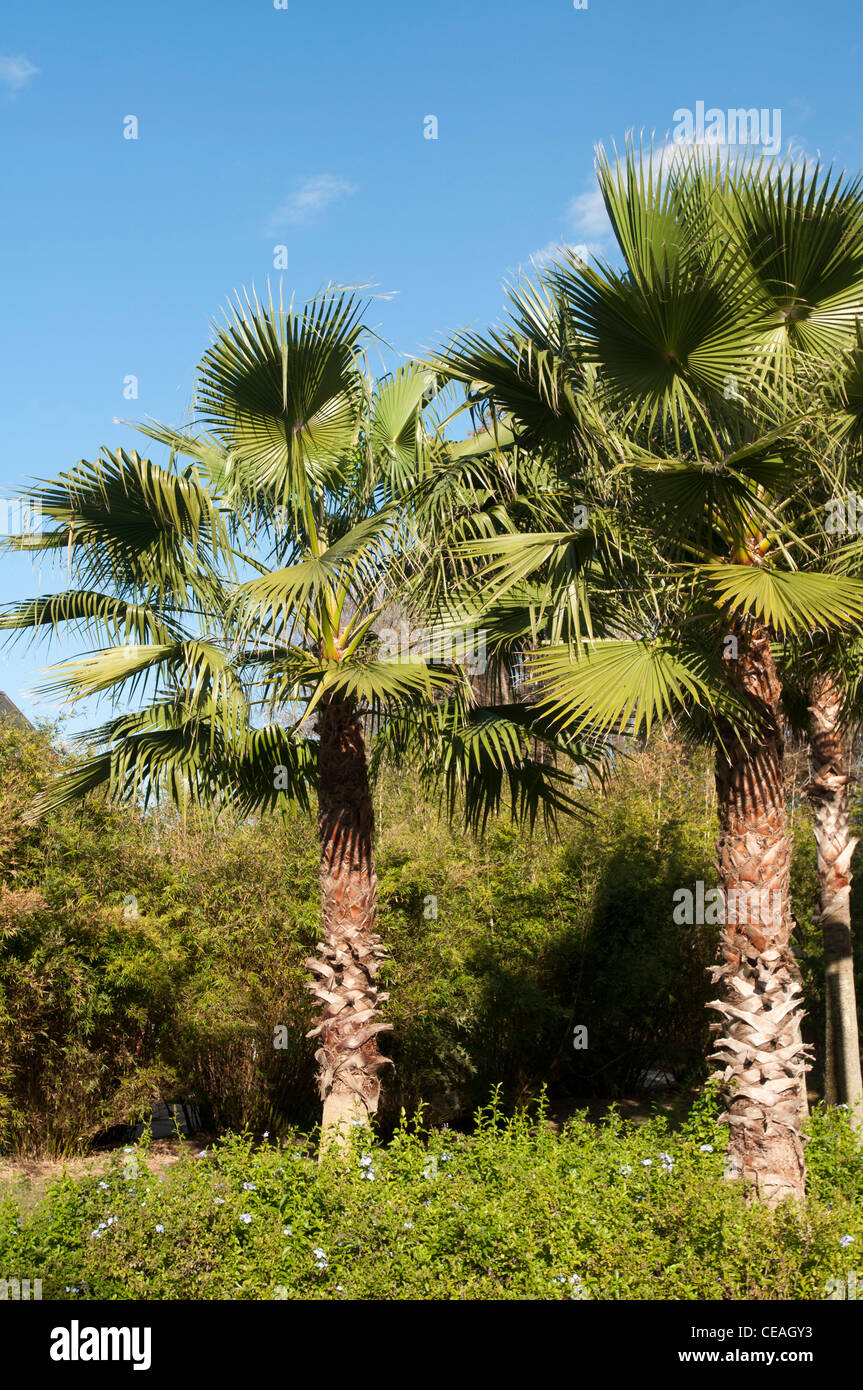 Palmiers poussent à l'Université de Floride, Gainesville, Florida, United States, USA, Amérique du Nord Banque D'Images