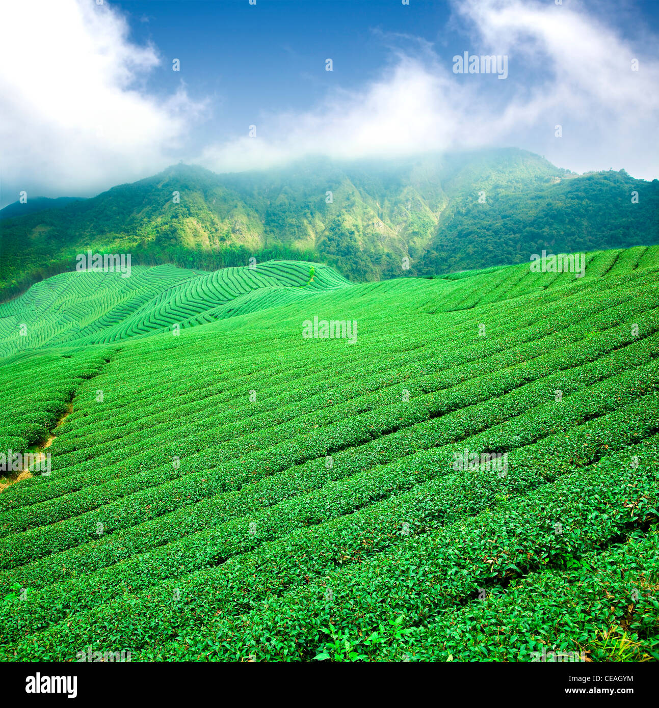 Plantation de thé vert avec le cloud en Asie Banque D'Images