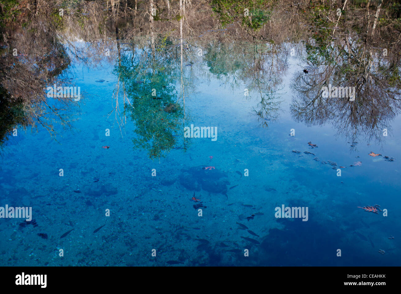 Blue Hole, Ichetucknee Springs State Park, en Floride, en Amérique du Nord, Etats-Unis Banque D'Images