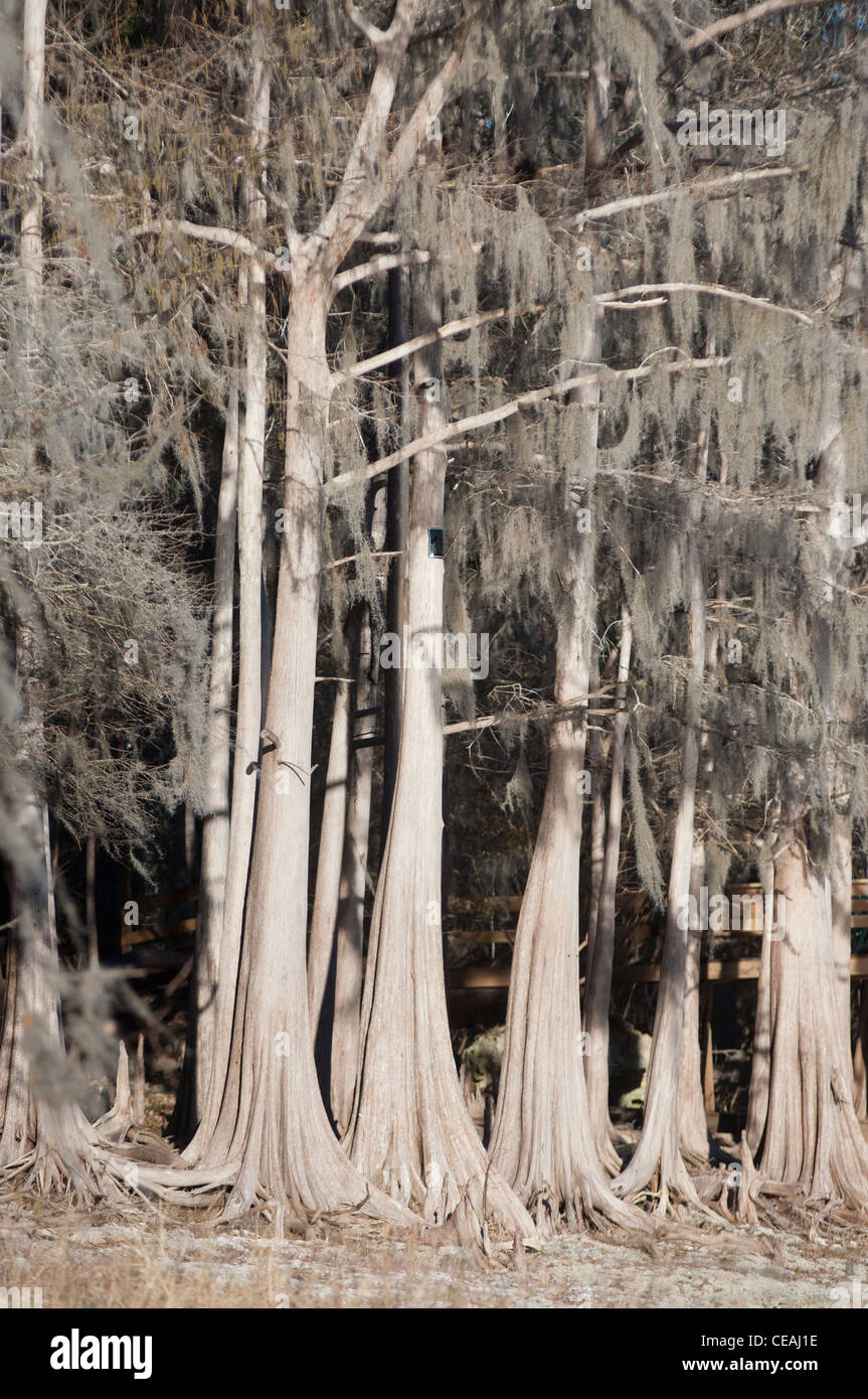 Cyprès chauve, Taxodium distichum près de Santa Fe river, Florida, United States, USA Banque D'Images