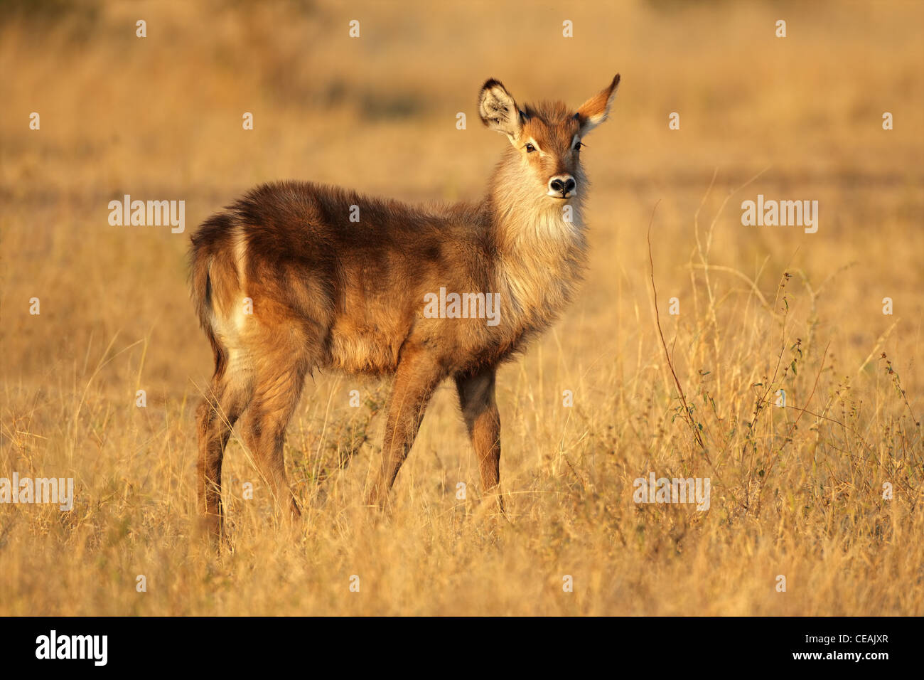 (Kobus ellipsiprymnus jeune waterbuck) en fin d'après-midi, lumière, Afrique du Sud Banque D'Images