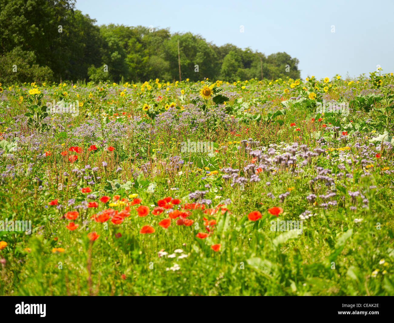 Prairie en fleurs près de la lisière de la forêt avec beaucoup de différentes herbes et fleurs dans une ambiance ensoleillée Banque D'Images