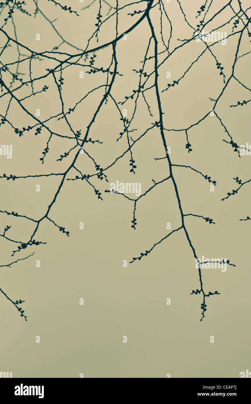 Les branches d'arbres avec reservoir Banque D'Images