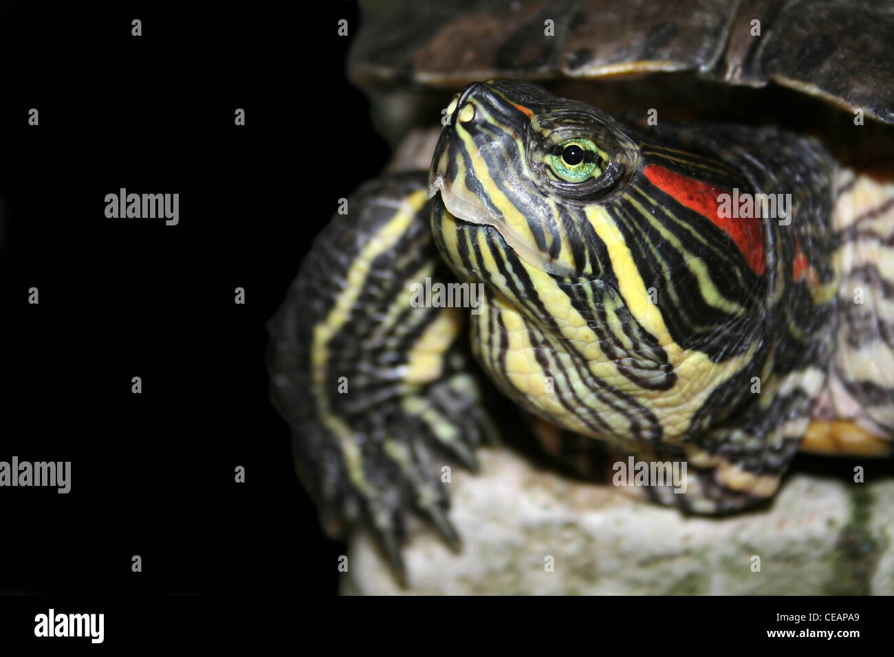 Tortue à oreilles rouges Trachemys scripta elegans Banque D'Images